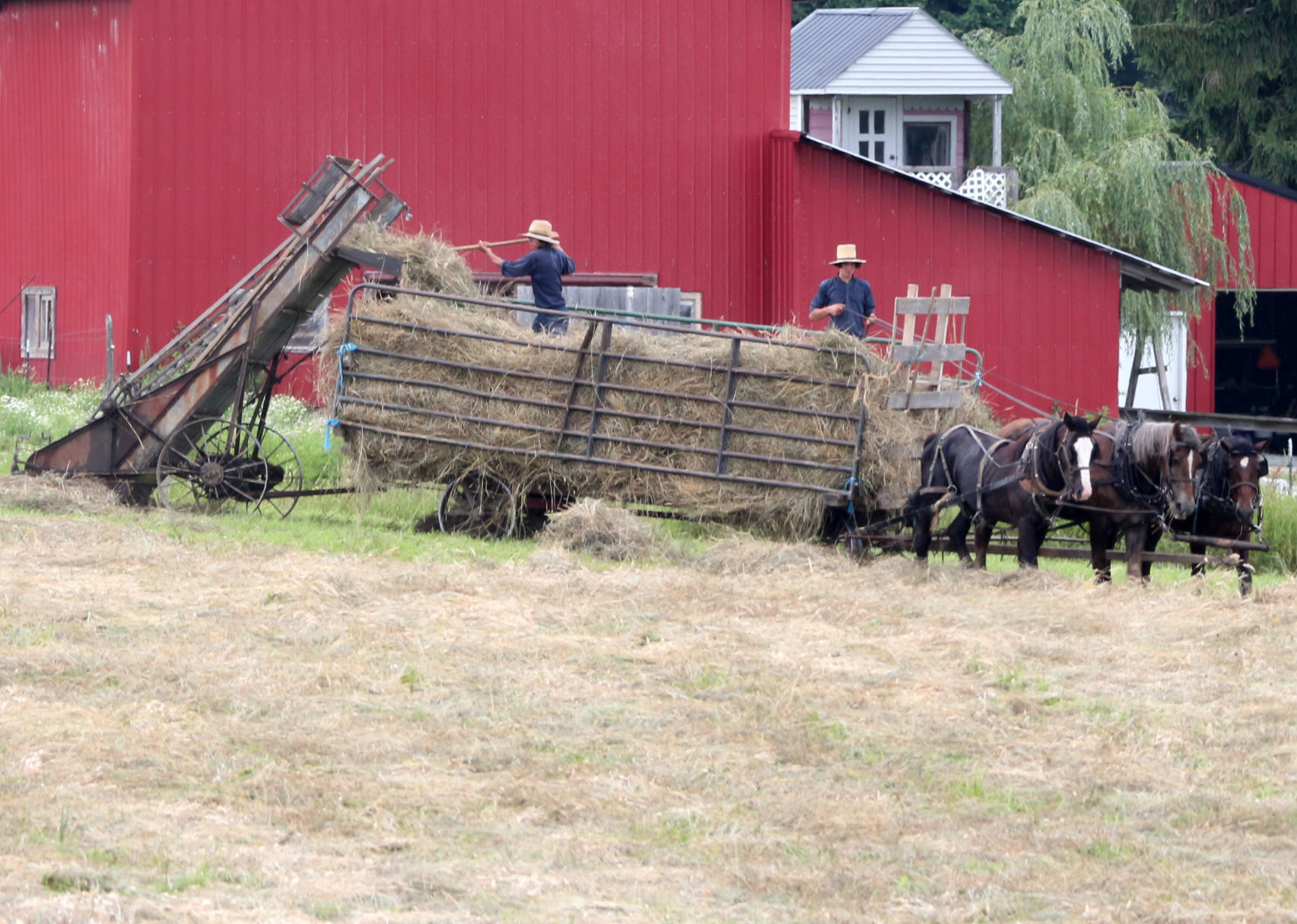 Young Amish farmers harvesting hay in Farmersville
